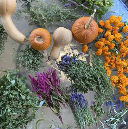 herbal Health & Cure