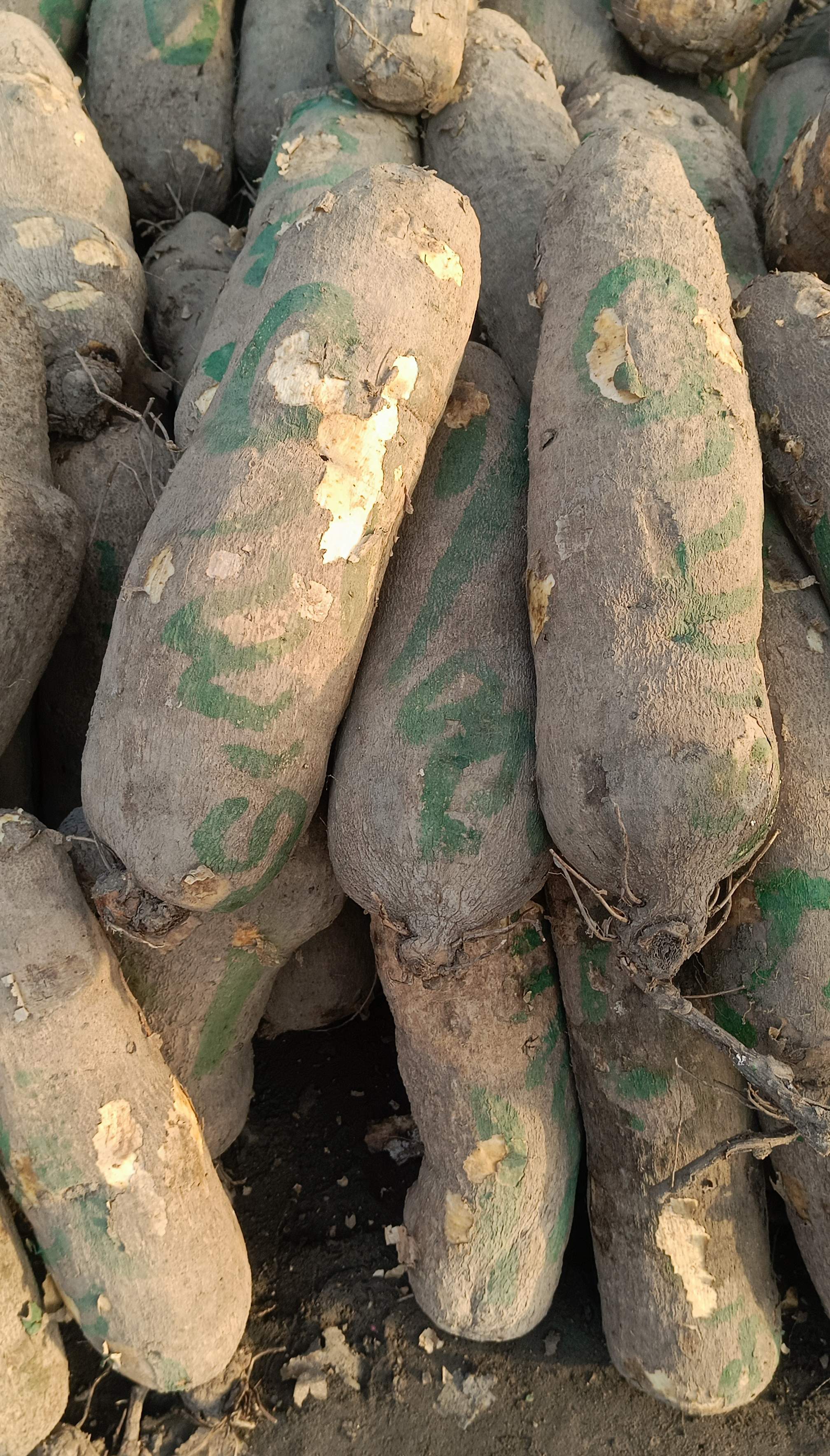 Benue Fresh  Yam